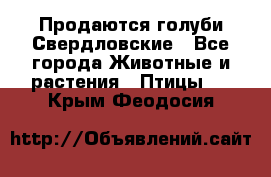 Продаются голуби Свердловские - Все города Животные и растения » Птицы   . Крым,Феодосия